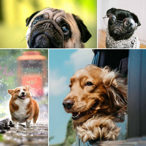 Background Music for Sweetest Dogs album