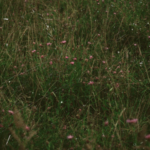 Somewhere in the Meadow by Fellow Strangers
