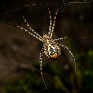 araña by esther maravilla