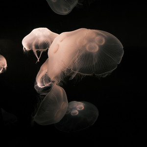 THEORBUS - ITS POSSIBLE TO MAKE GARBAGE