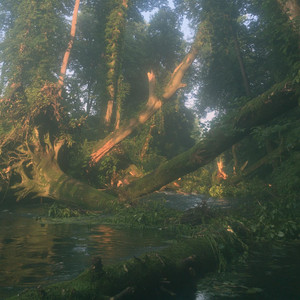 Forest by Acid Bass