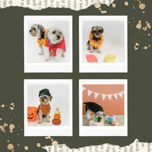 Sort - Sweet Dogs album