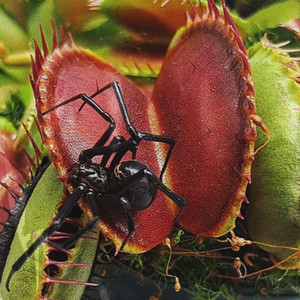 jeune raph - ART DE SCAM