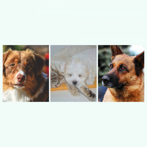 Background Music - Fun Puppies album