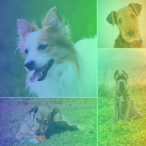 Echoes of Doggy Relaxing Day album