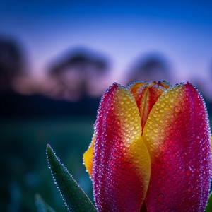 Clear As Day by CHRISTOPHER ALLEN