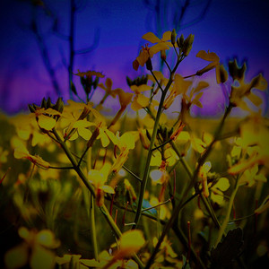 ODA IEL - If I Lose you