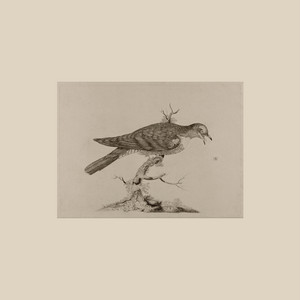 The Cuckoo by Helena Day