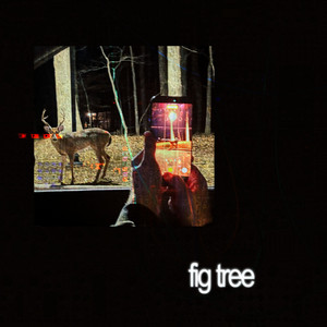 fig tree by maximilian