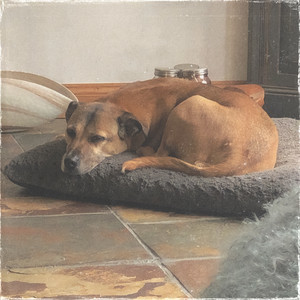 DogNap by kBeats, prins, Darks1de