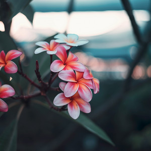 Coral and Cream by Lucie-Fi