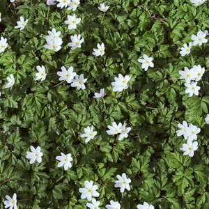 anemone by Jonas Hoffmann