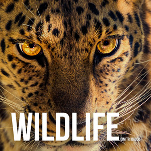 Wildlife (Main Theme) by Dimitri Daudu