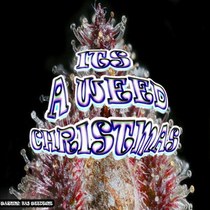 Jinji Bell Smoke Weed