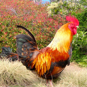 Jim "Kimo" West - Chicken Music