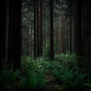 Blissful Ballad by MALALEIPA