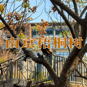 南京梧桐树