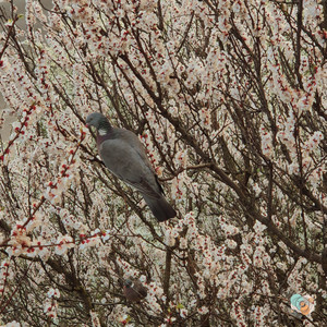 Grungik — birdsong