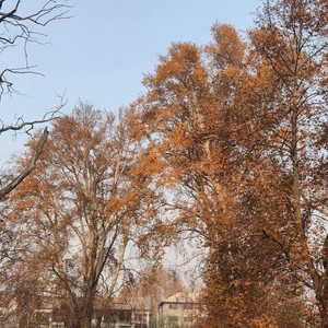 The First Cold Morning by Nylo Venn