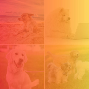 Tenor Sax Jazz - Ambiance for Dogs Playing album