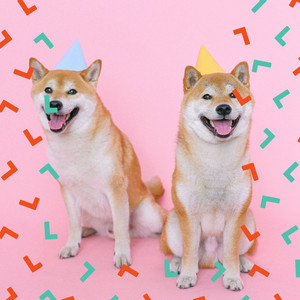 Dashing Backdrop for Doggy Daycare album