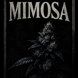 Mimosa