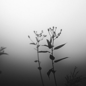 Clearing by Carl Kaleo