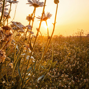 wouldliker - Sunny Day