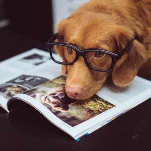 Music for Calming Your Dog album