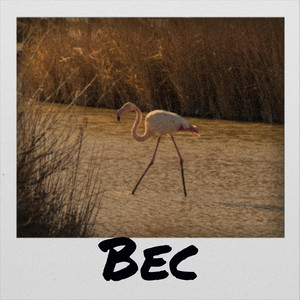 Bec
