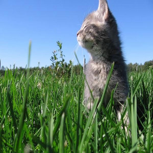 put me to sleep forever