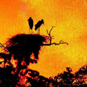 Pantanal by Mahgraum