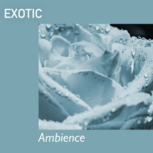 # 1 Album: Exotic Ambience album