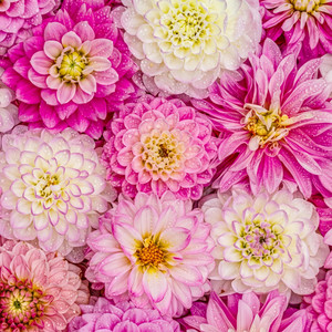 Fleur d'amour by Loic Reeves