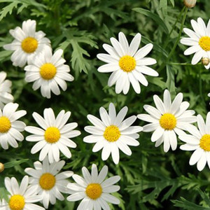 Vegas Cy! - Princess Daisy! (feat. L!GHTZ)