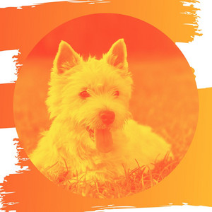 Ambiance for Playing with Dog album