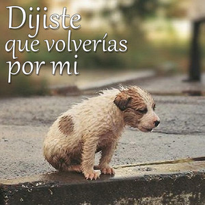 Dijiste Que Volverías Por Mi by Secplay