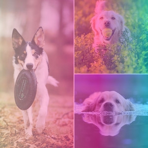 Music for Dog Adventures album