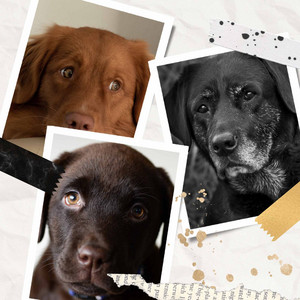 Happy Dogs - Music album