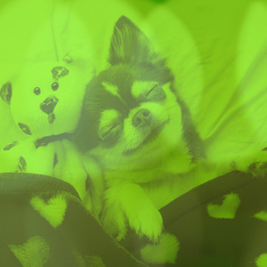 Music for Soothing Your Dog - Bright Chill Out album