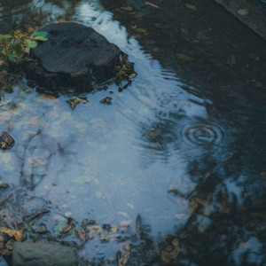Forest Reflection by Aquarelia