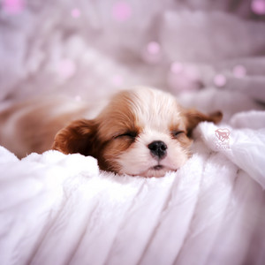Dreamy Puppy Clouds