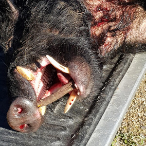 One Eared Boar by B.T.P