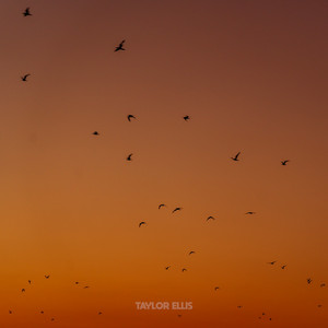 While The Starling Sang by Taylor Ellis
