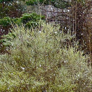 Spring Snow by The Love Stars