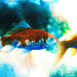 Bachyard Ghost - ARIRANG (feat. FVBII)