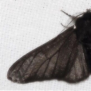 Edify Hearts - One Night Left