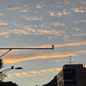 Are You Lost by Park Bird