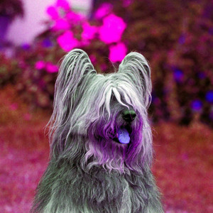 Hypnotic Bgm for Morning Dog Time album