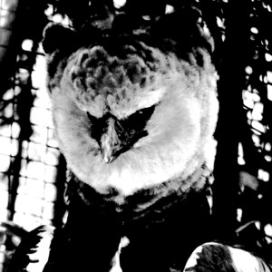 KIMONO7 - CRUELDADE KAMIKAZE